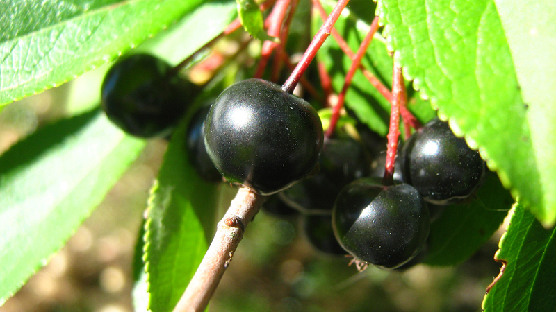 Illustration for article titled The Tastiest Berries That Grow Wild In North America